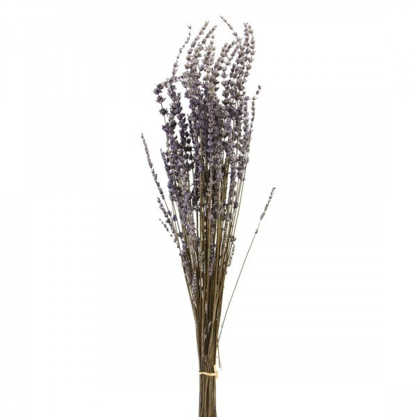23.5"DRIED ENGLISH LAVENDER
