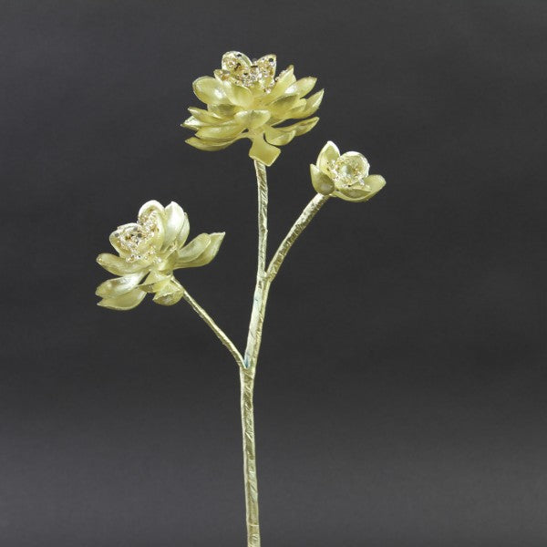 GOLD ECHEVERIA SPRAY A4
