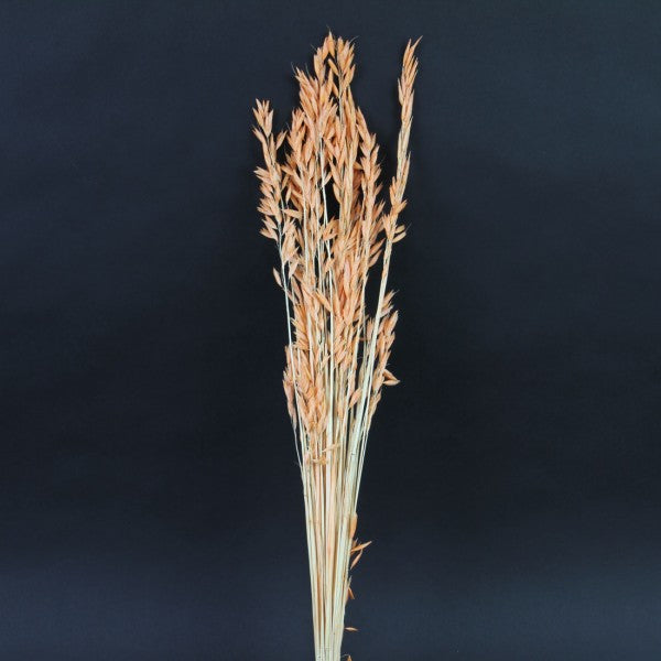 ORANGE AVENA SALIVSA