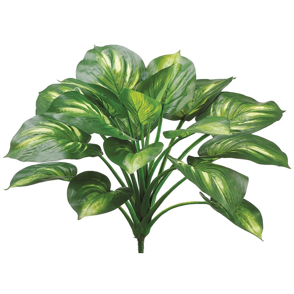 22" EVA HOSTA PLANT GRN/CREAM