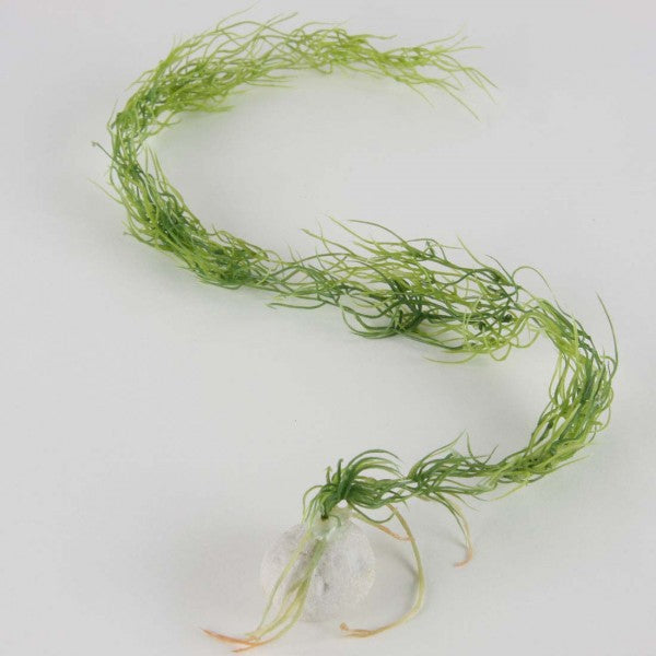 25"WATER GRASS A60